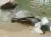 ��Ƶ���ڹ���䲻�Ⲷɱ����