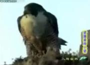 ��Ƶ���������м��ٲ���