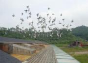 ��Ѳ���������ҹ�����(ͼ)