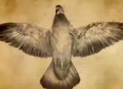 ��Ƶ��������š�������