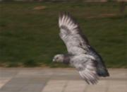 չ�����(ͼ)