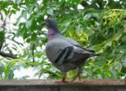 ���𻪡�������Ĺ���(����)