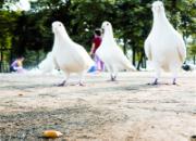 һ�����׵��ջ�(ͼ)