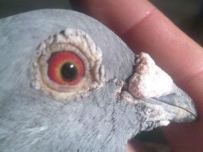 ��ͨ����2000�����ܹھ�(ͼ)