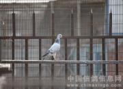 ���ӷɳ����ľ��£�ͼ��