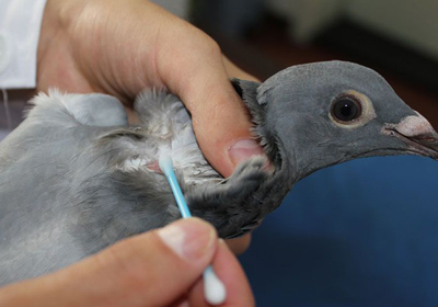 ͼ�⣺�Ÿ�������ַ���