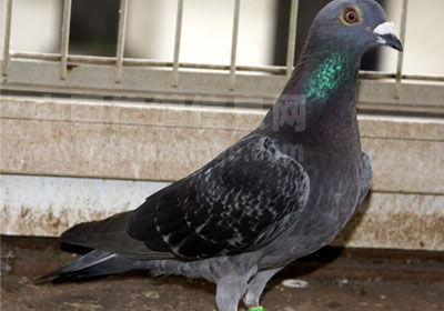 ر𱨵Ϻ2300ﳬԶ̹ھ8չ鳲ͼ