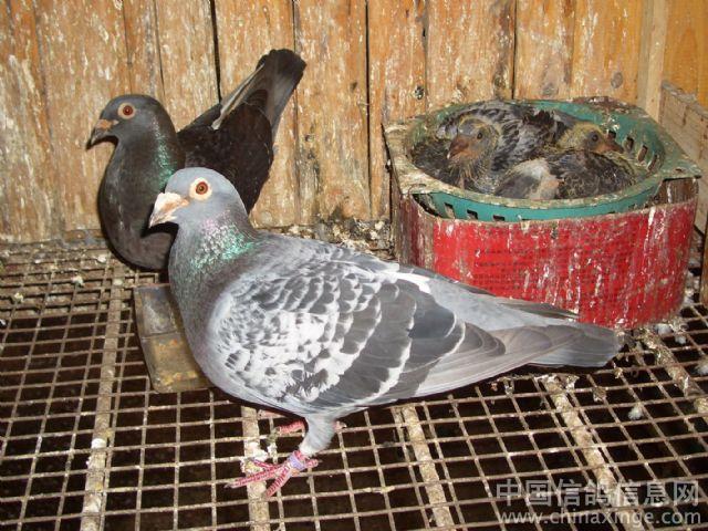 ��ľ�괺������