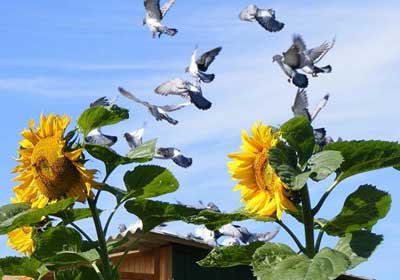 ��������Ŀ�Դ�(ͼ)