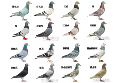 �Ÿ���ɫͼ�ף�ͼ��