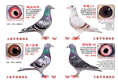 �Ϻ��и�Э09-10��ھ�������(ͼ)