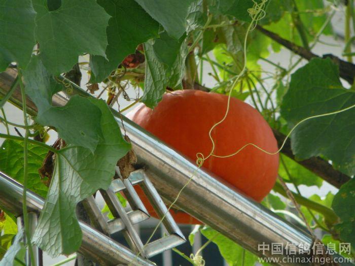 ���ͣ����������ջ�(ͼ)