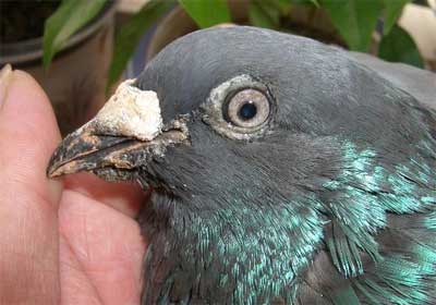 ������ʮ����Ϲ�Ѫ(ͼ)