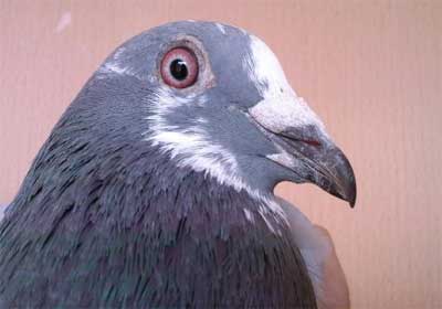 �＾���ź죺400������(ͼ)