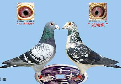 �������(ͼ)