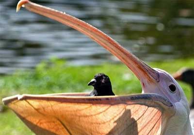 Ȥͼ��������ʳ��ֻ����