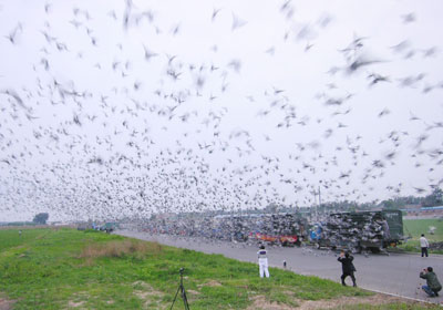 ¾۽ʡһ9089ǧʿ½鳲