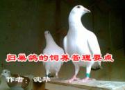 �鳲�����������Ҫ��