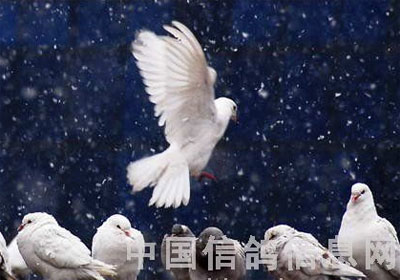 ���ߵİ׸�ѩ��