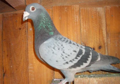 ��Ѫ��Զ�̻�һ���(ͼ)