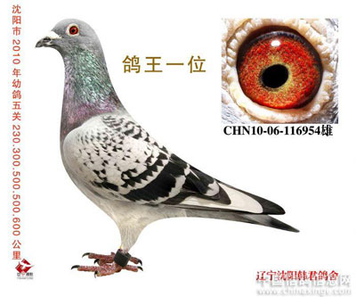 2010������������ظ���ǰʮλ(ͼ)