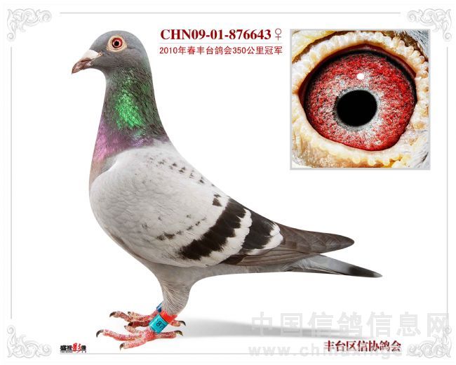 ������̨��Э2010��ȹھ���(ͼ)