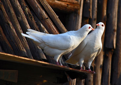 ��ȡ���� �ع�˫��(ͼ)