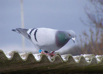 ��ѩ�ͷ׵�����(ͼ)