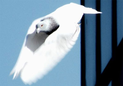 ֻ386919Ÿ  򻮹кۼ 