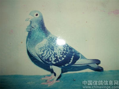 ��Ѫ����������Ƭ