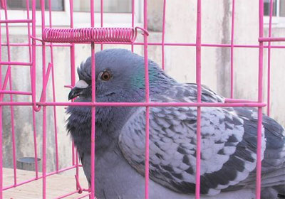 ���������������������¯(ͼ)