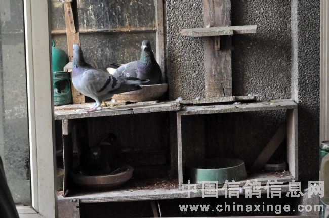 �ô���Ѫ�Ĺڼ�������(ͼ)