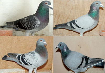 ����ŷ�޹ھ����й������ؽ��ղ�(ͼ)