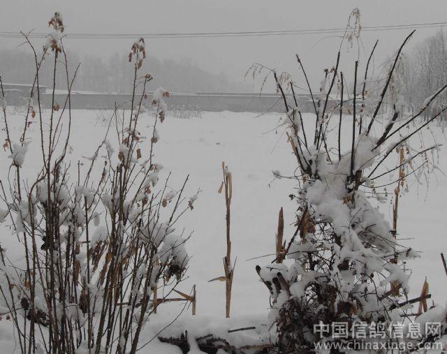 С�Ҵƶ�ѩ�鳲��ͼ��