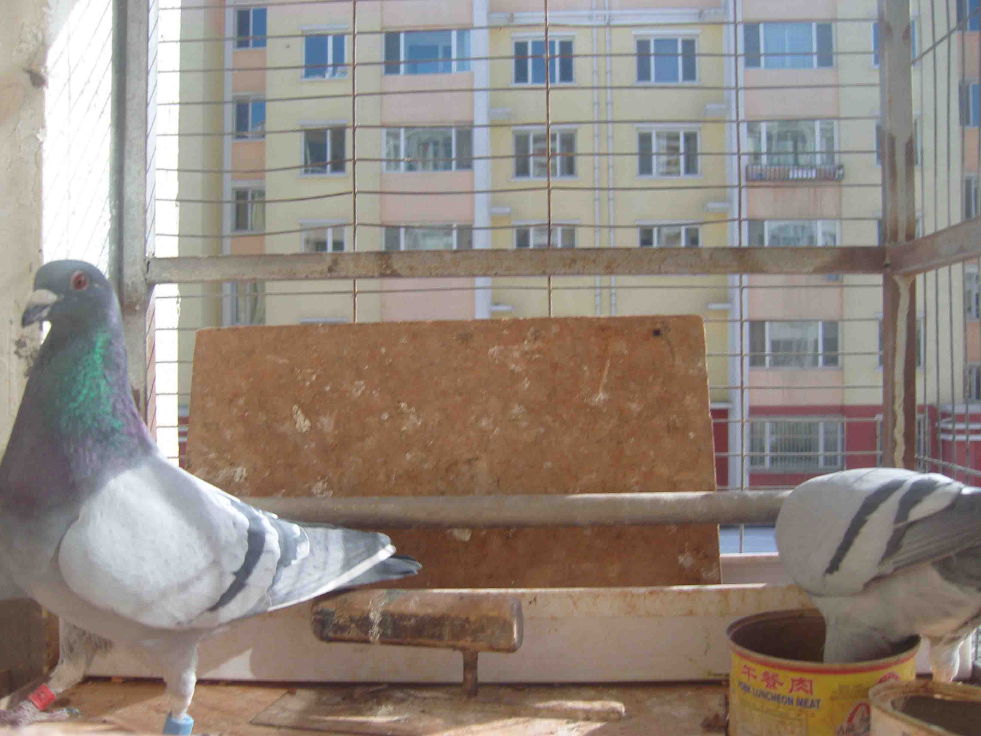 ��ν�ƽ���