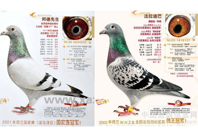 ���ǣ������԰ʮ���ľ�ɱ