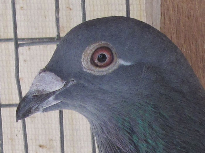 �㶫�Ҷ���Э��Ӧ���ھ���ȡ����(��������)