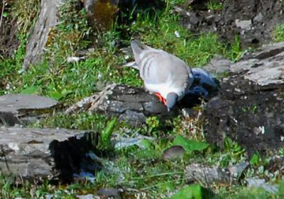 ��ظ�ԭѰ��ѩ��֮��