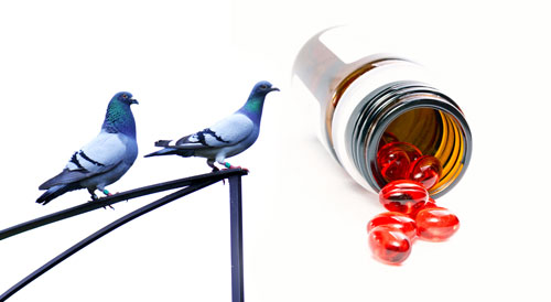 �������ڸ벡�����ϵ�Ӧ��(ͼ)