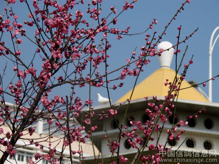 �����졢�������Ӻ�÷��