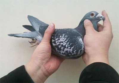 ��Զ������������(ͼ)