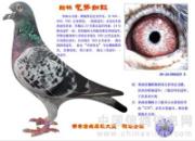 һ�۶���³�30ֻ�׸�ķ���(ͼ)