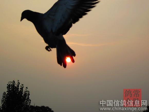 ����׽Ӱ ���̾���(ͼ)