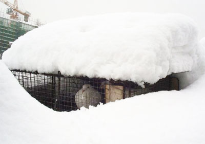 ��(ѩ)������(ͼ)