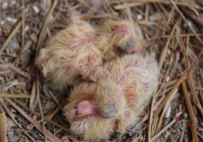 ���ݳ�����С����