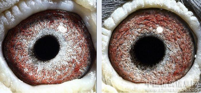 �ĶԸ��۲���������(ͼ)