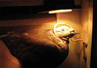 ���ټ򵥵��ո��۷���(ͼ)