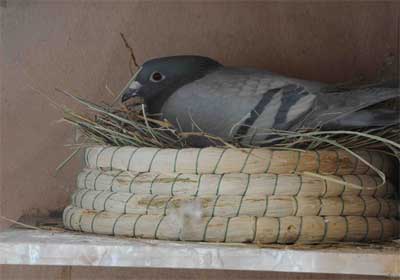 Ӱ���¼���رȻ��ָ�����(ͼ)