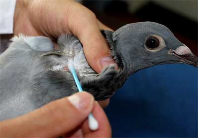 �Ÿ����߽��ֵķ���(ͼ)