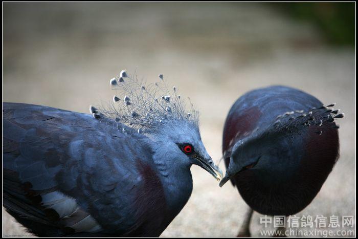 ����롪�����������ɫ����